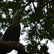 "Livingstone´s Turaco" St. Lucia, South Africa